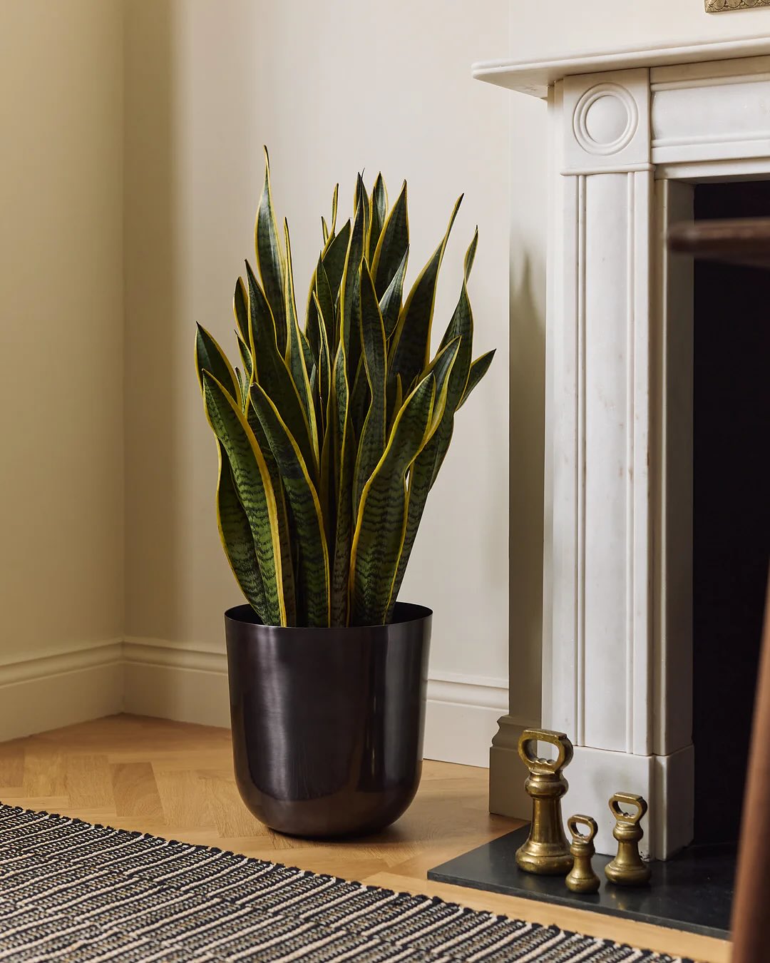 tanaman hias untuk ruang tamu minimalis, lidah mertua