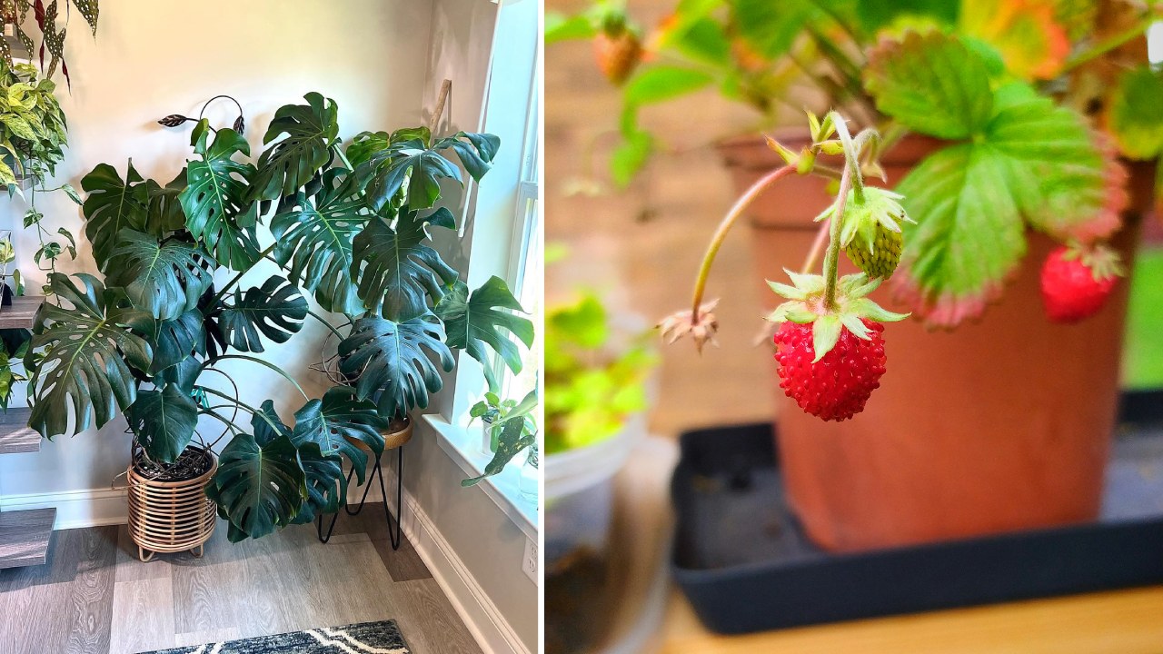 tanaman hortikultura