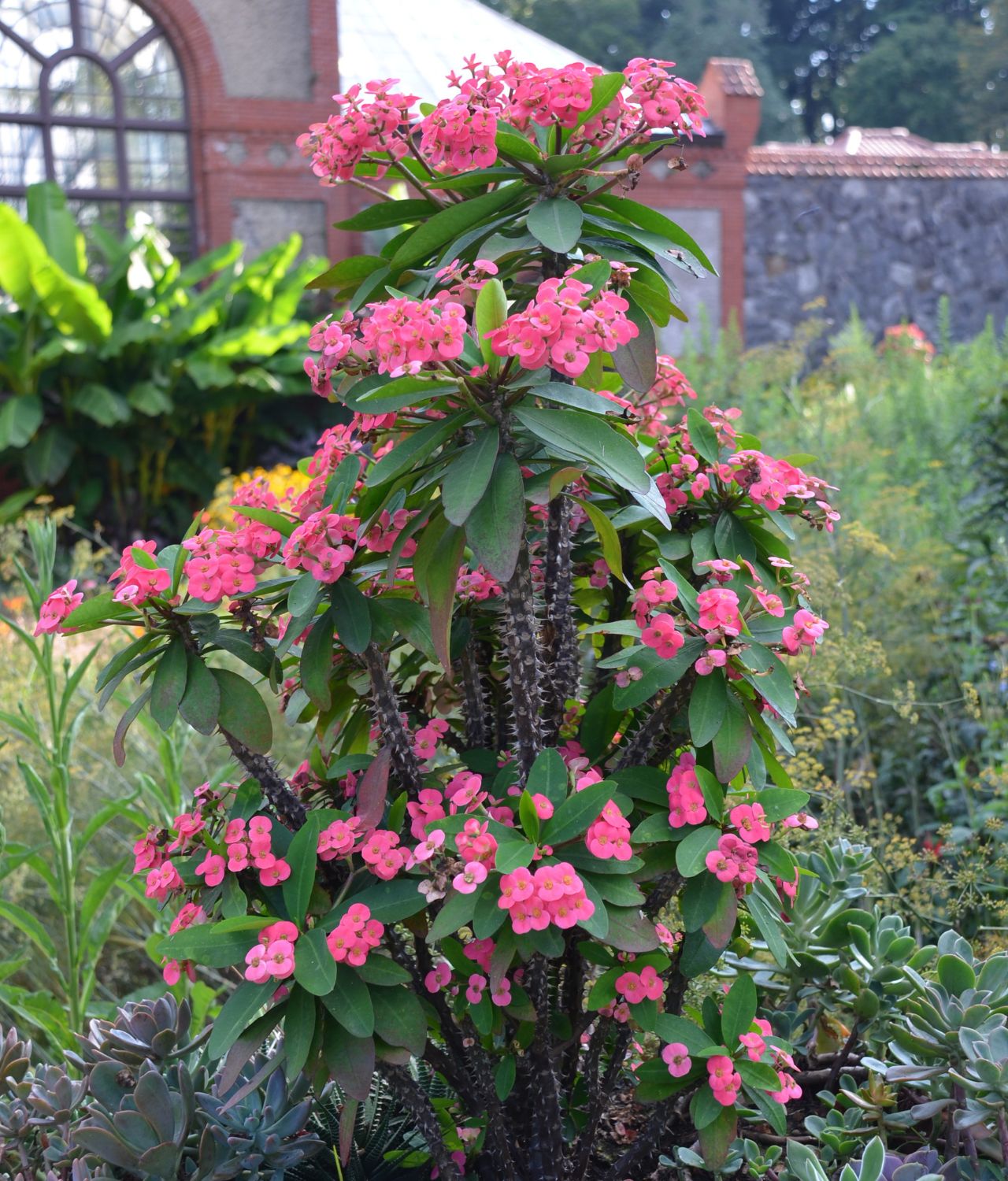 tanaman mahkota duri