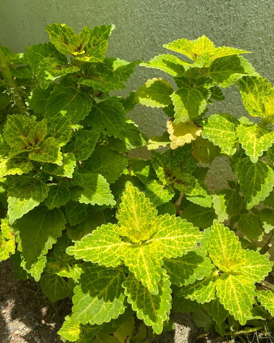 warna cat rumah yang sejuk