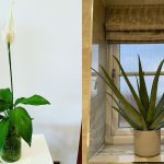 7 Jenis Tanaman Pembersih Udara di Kamar Terbaik