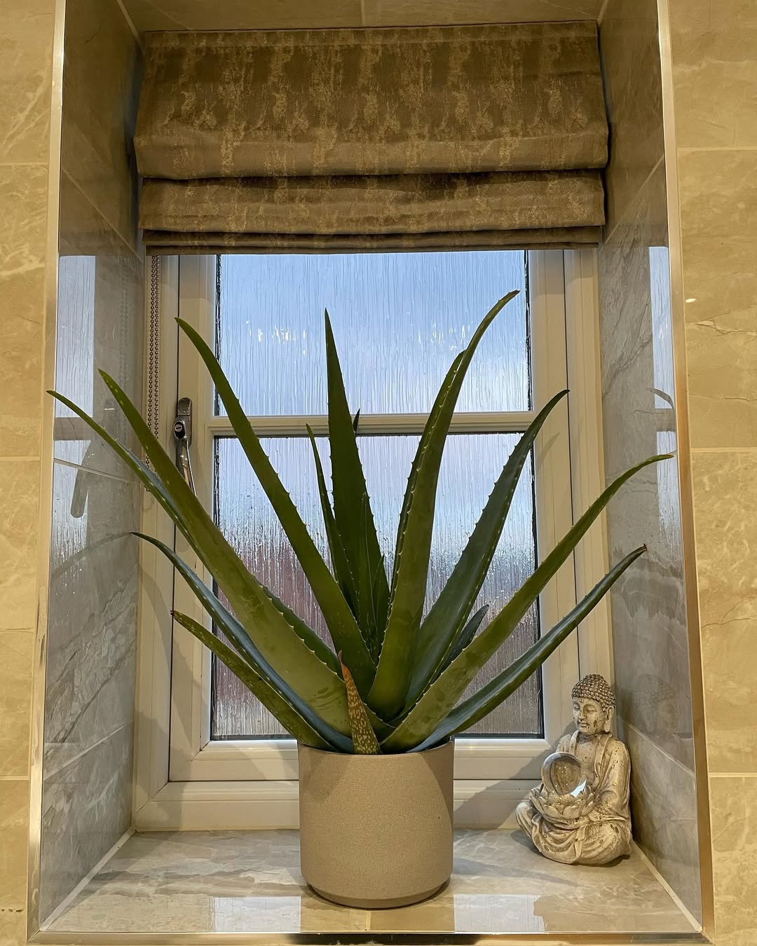 tanaman pembersih udara di kamar, aloe vera