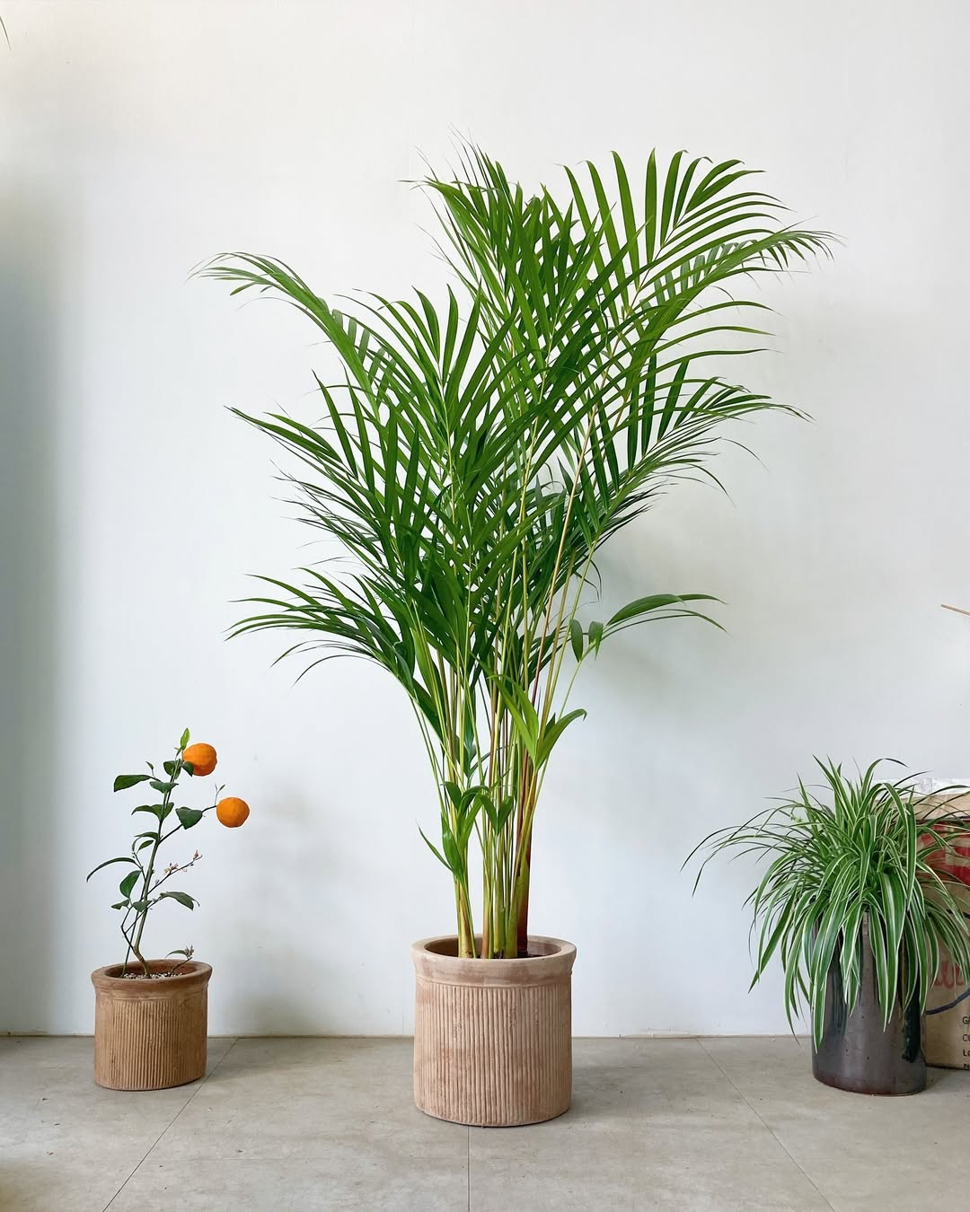 tanaman pembersih udara di kamar, areca palm