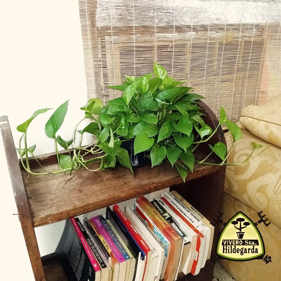 tanaman pembersih udara di kamar, golden pothos