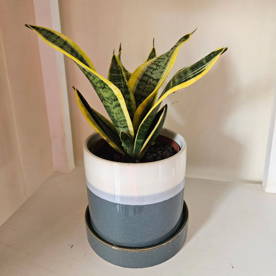 tanaman pembersih udara di kamar, lidah mertua