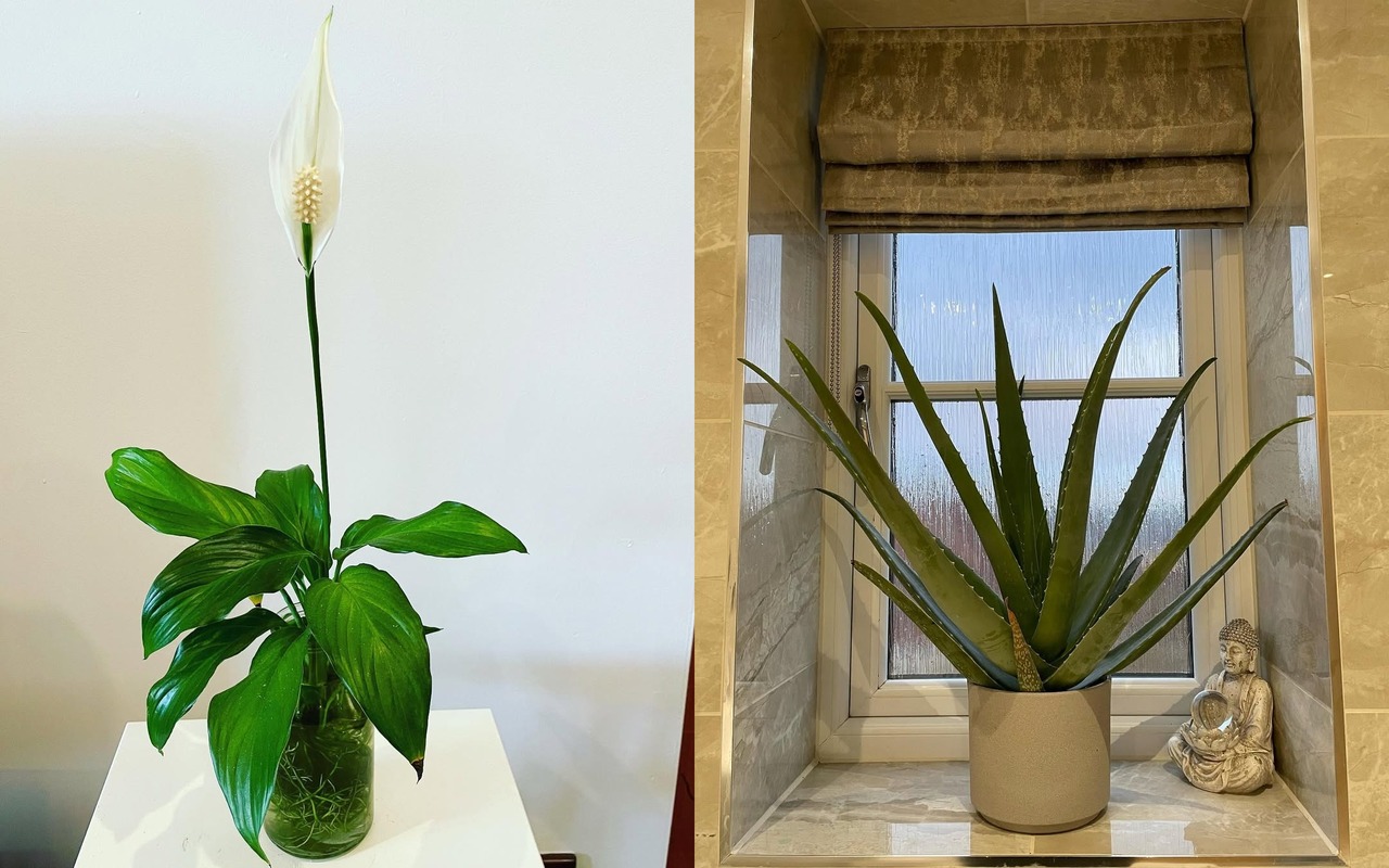 tanaman pembersih udara di kamar