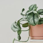 5 Tanaman Penghambat Rezeki di Rumah