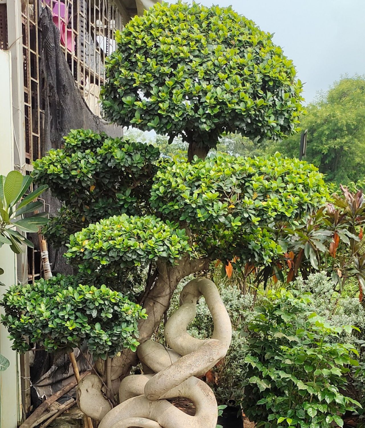 tanaman penghambat rezeki bonsai