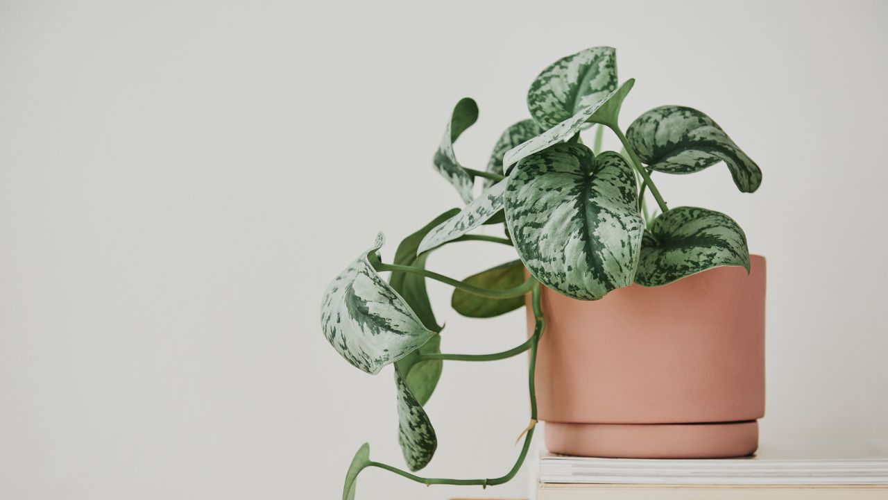 tanaman penghambat rezeki