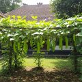 5 Jenis Tanaman Sayur Merambat yang Cocok Dibudidayakan di Rumah