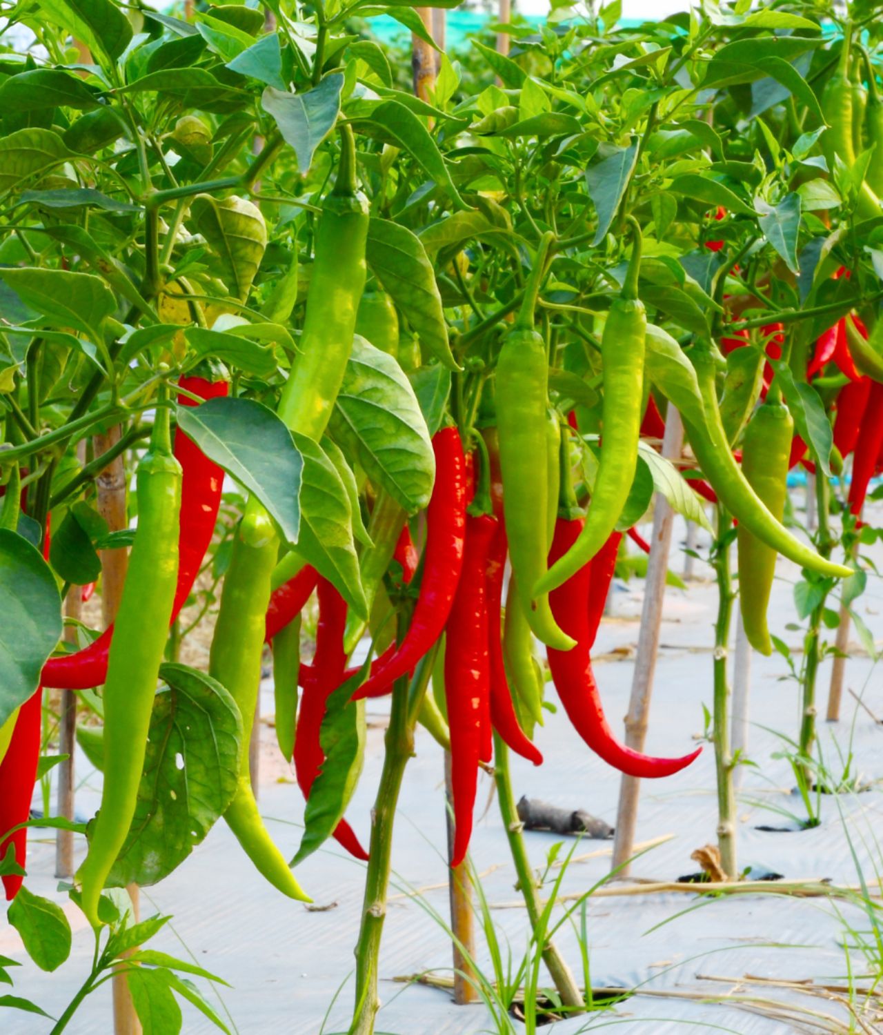 tanaman sayur yang tahan panas cabai