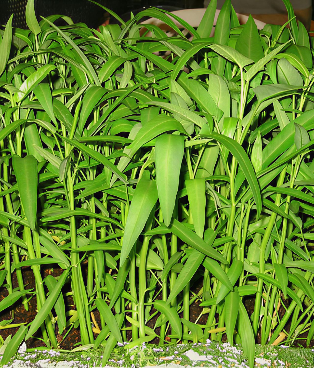 tanaman sayur yang tahan panas kangkung