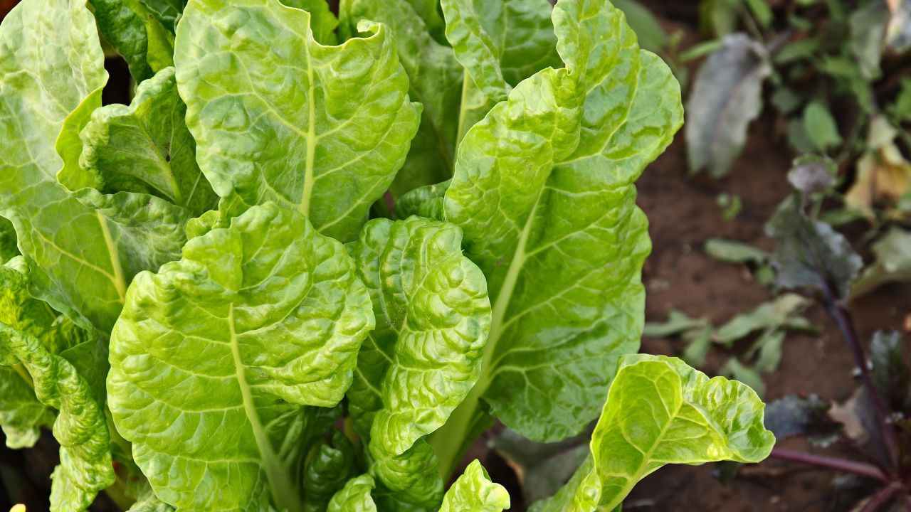 tanaman sayur yang tahan panas