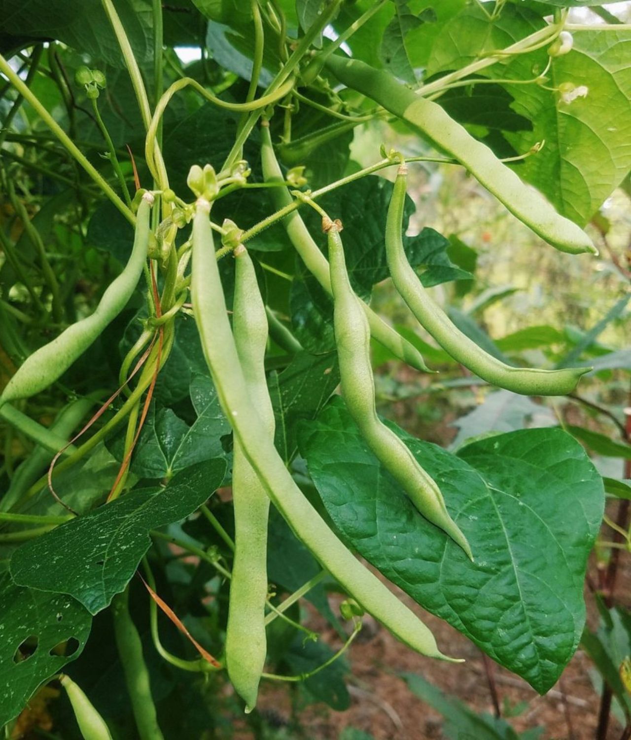 tanaman tahan panas buncis