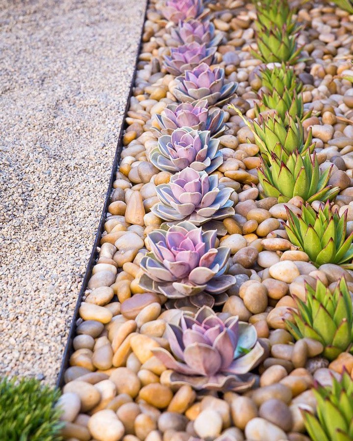 tanaman untuk taman depan rumah minimalis, kaktus dan sukulen tanaman untuk taman depan rumah minimalis, kaktus dan sukulen