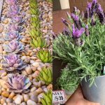 7 Rekomendasi Jenis Tanaman untuk Taman Minimalis