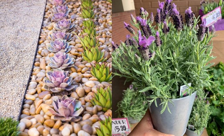 tanaman untuk taman minimalis