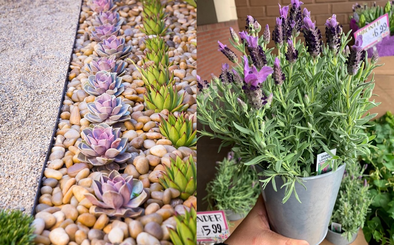 tanaman untuk taman minimalis