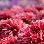 5 Macam Macam Tanaman yang Bisa di Stek