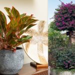 8 Tanaman yang Bisa Dicangkok dan Cocok Ditanam di Rumah