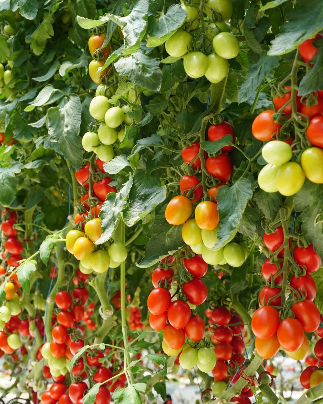 jenis tanaman hortikultura