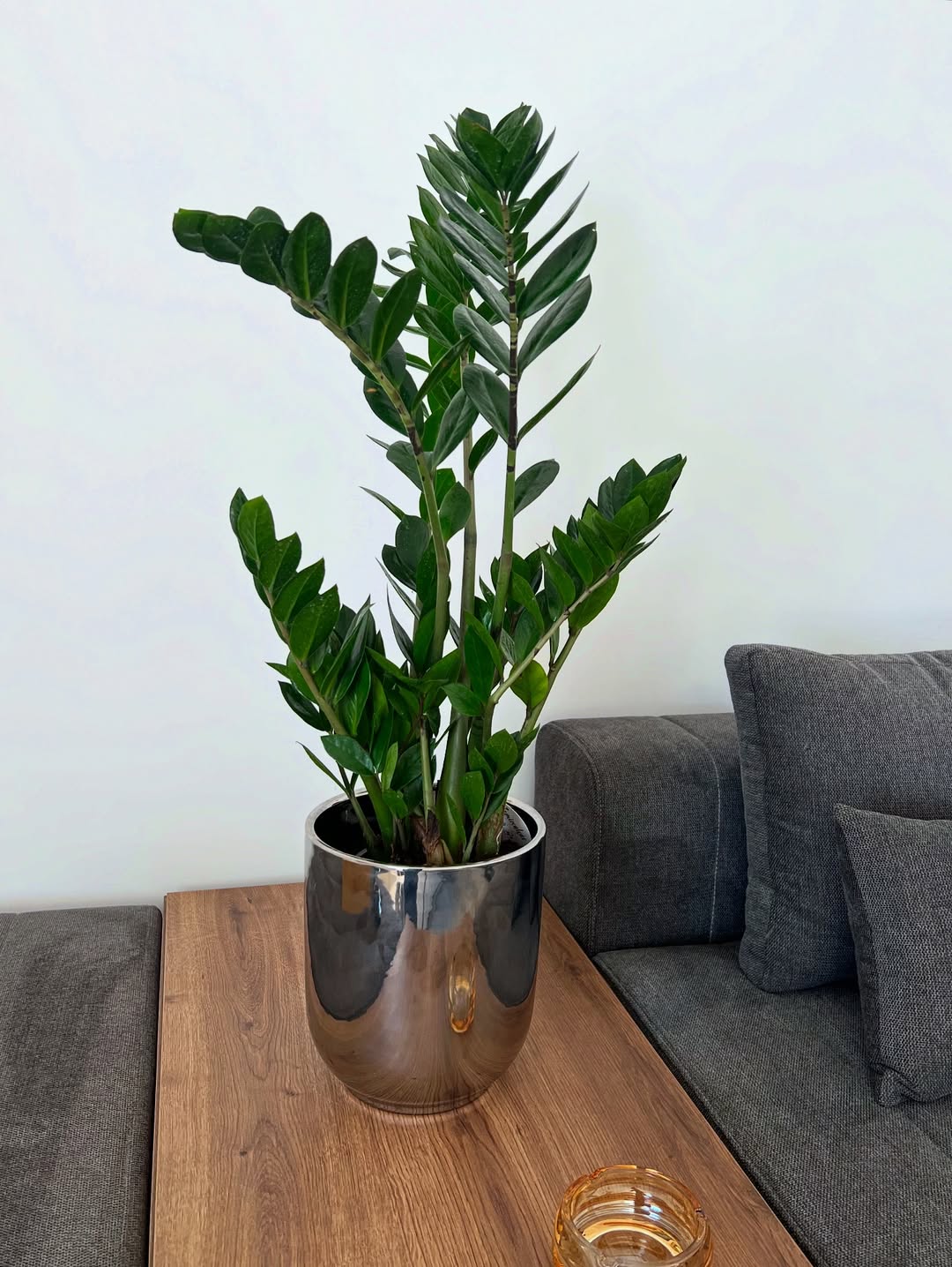 zz plant cocok untuk ruang tamu