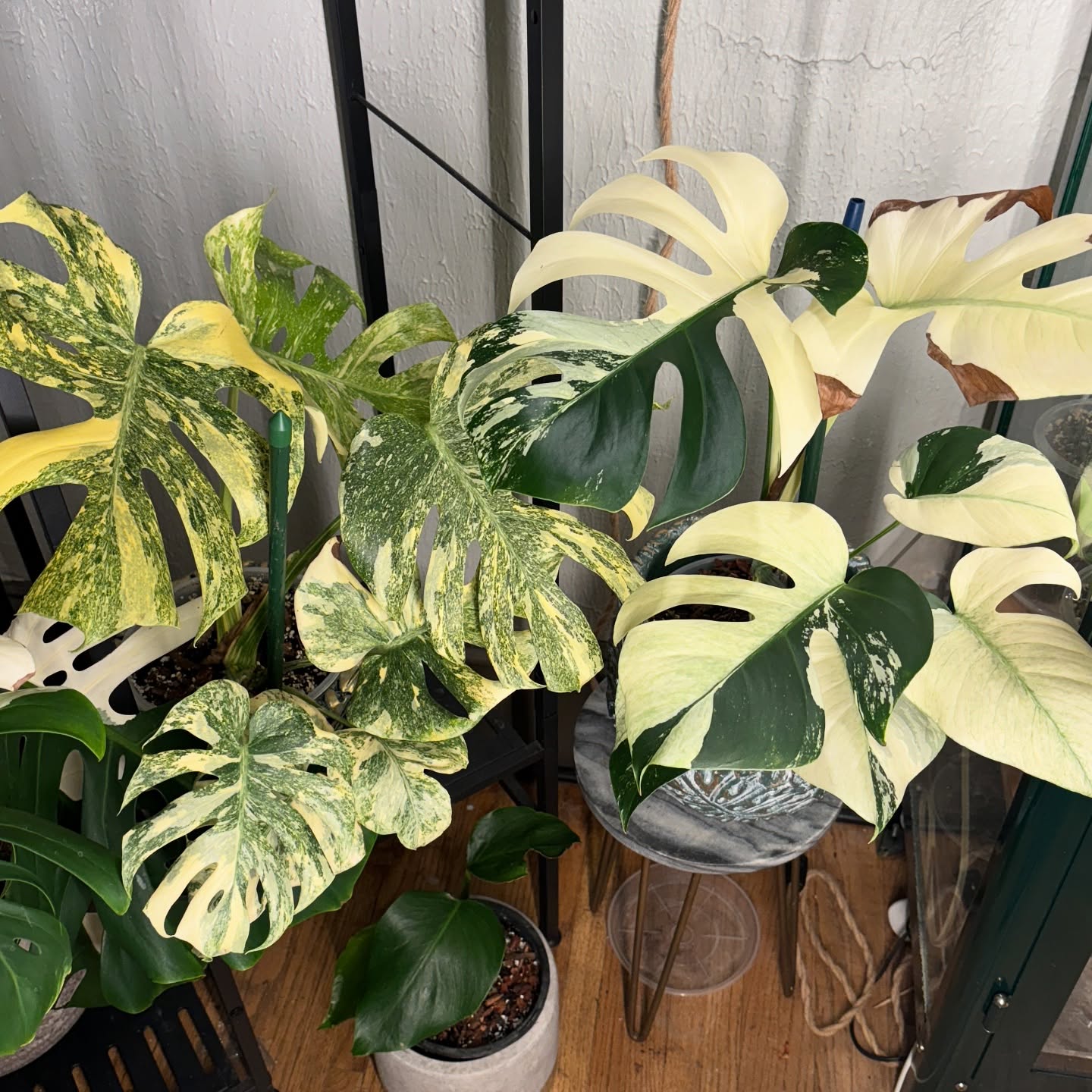 Jenis tanaman hias bernilai tinggi