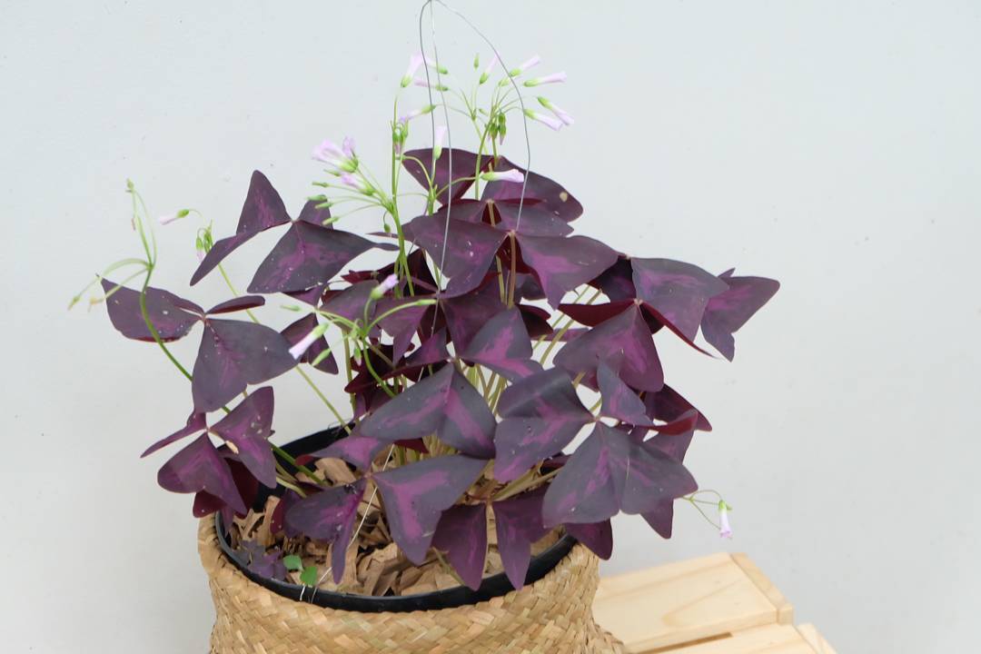 1. Oxalis Triangularis (Tanaman Kupu-Kupu)