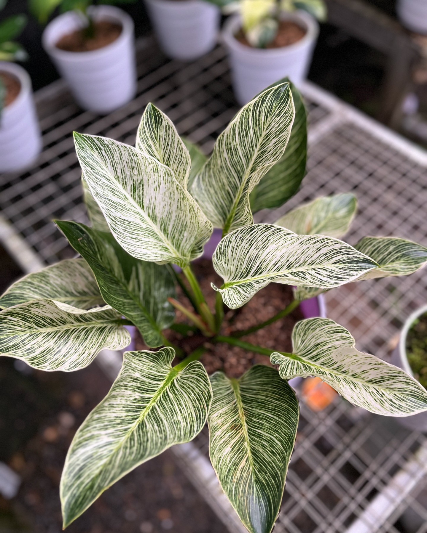 1. Philodendron Birkin