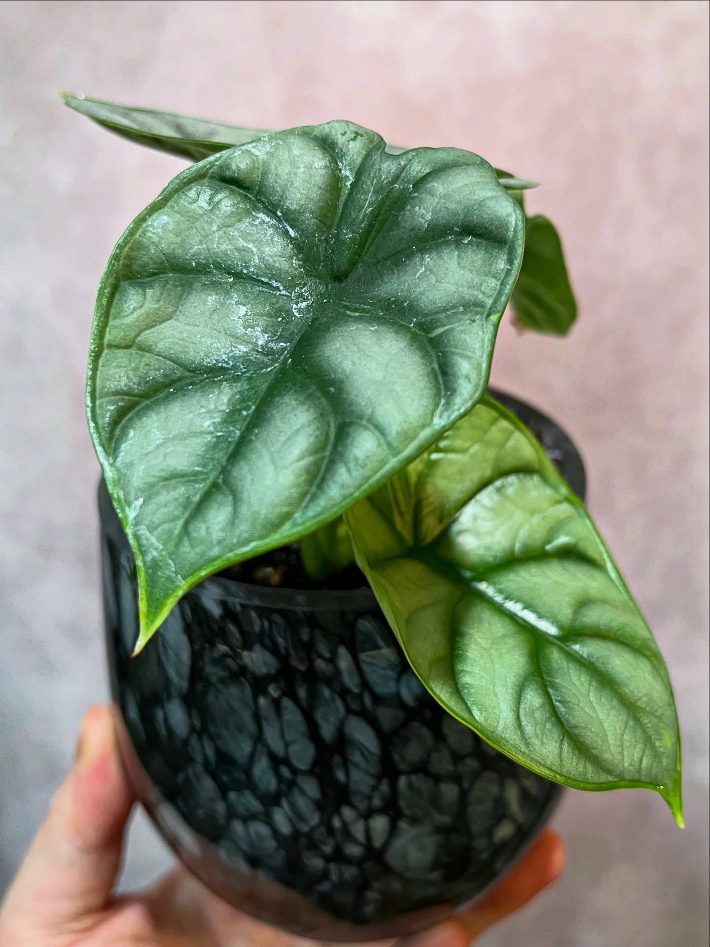 2. Alocasia 'Silver Dragon'
