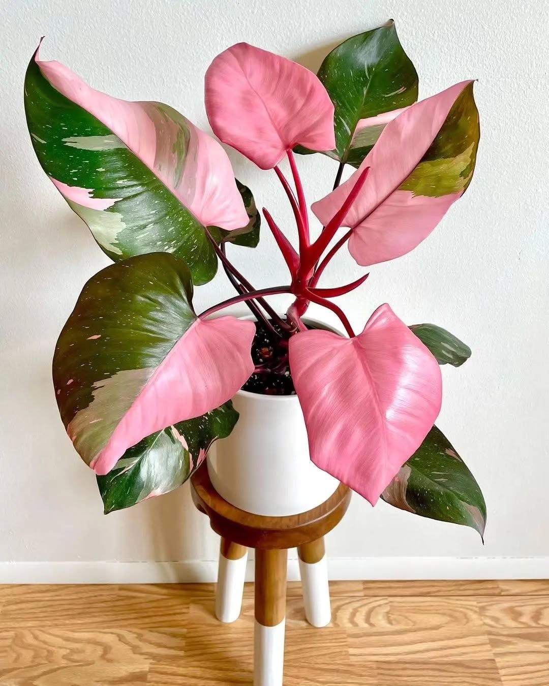 2. Philodendron Pink Princess