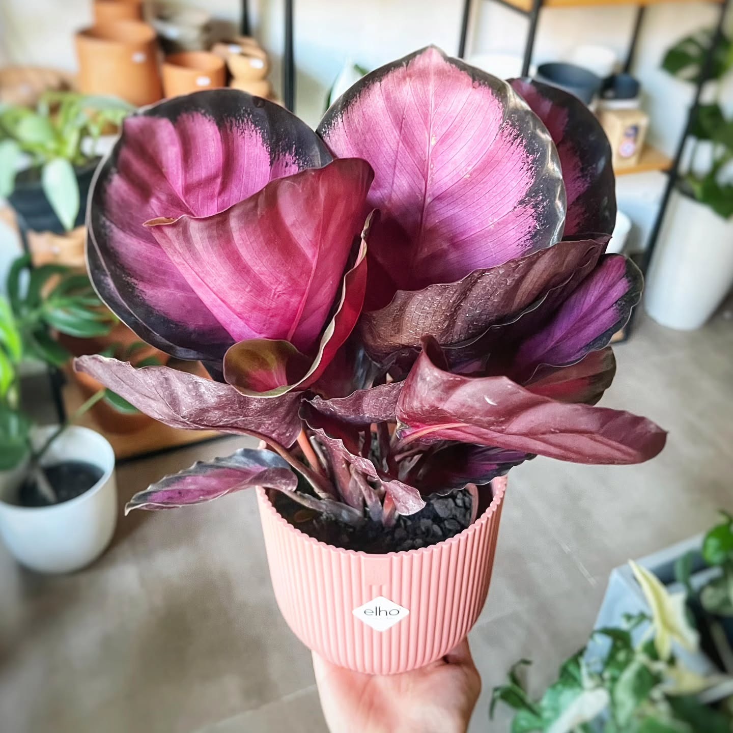 3. Calathea Crimson
