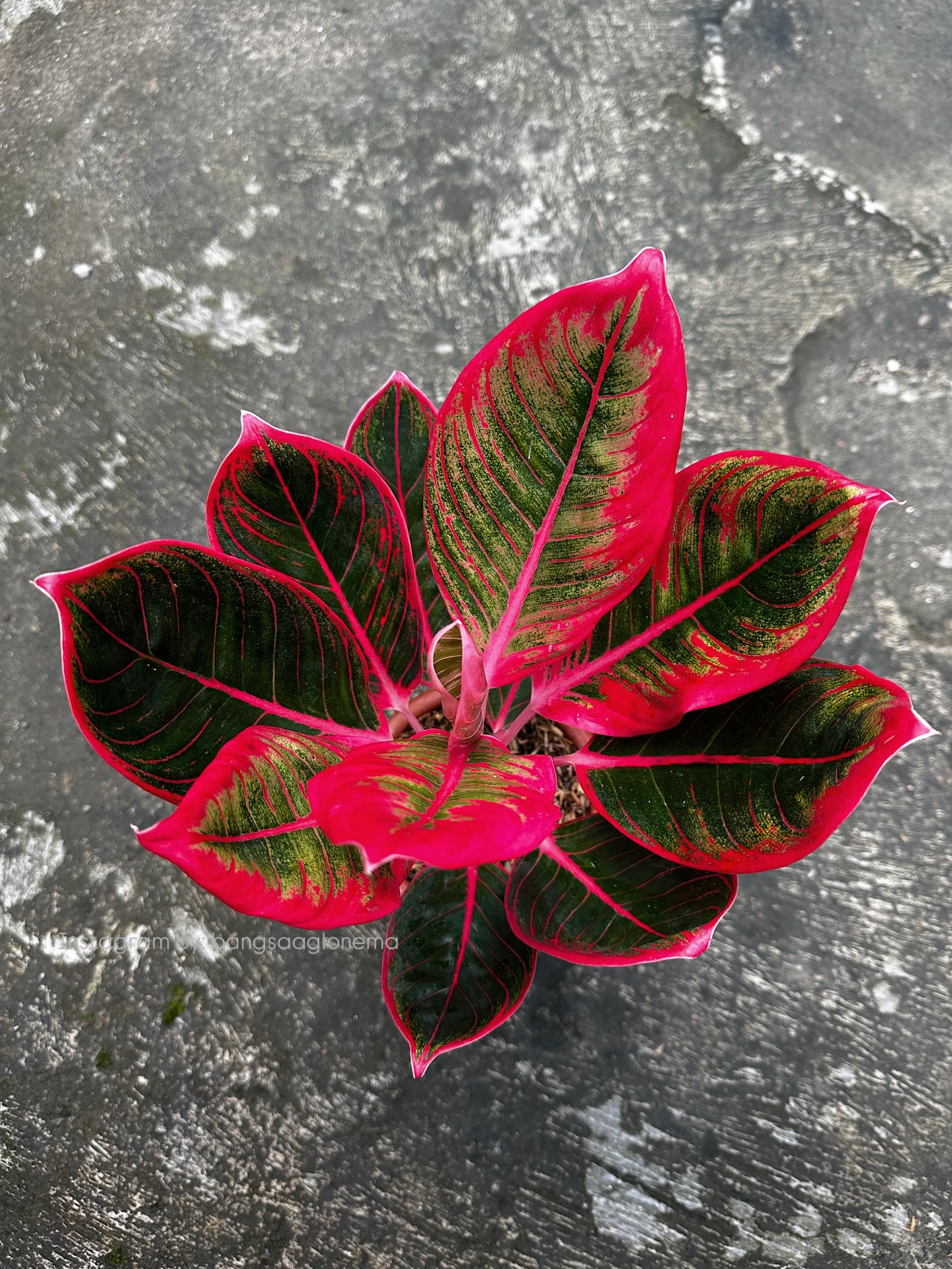 4. Aglaonema Khanza