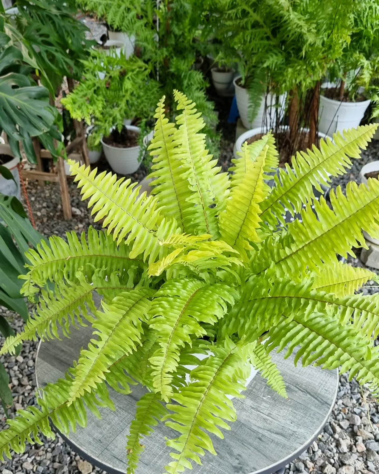 4. Pakis Boston (Boston Fern)