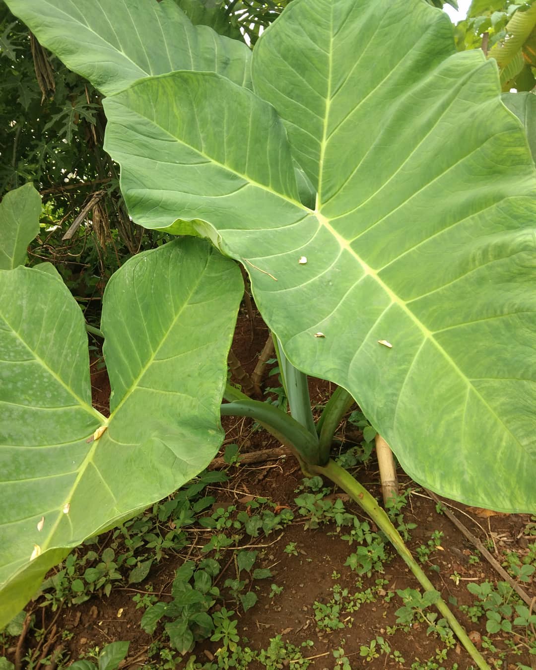 4. Talas atau Keladi