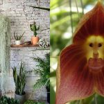 5 Jenis Tanaman Unik dan Cantik yang Bikin Rumah Lebih Estetik