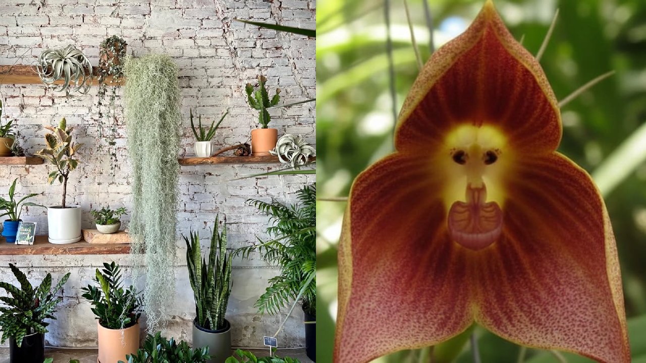 5 Jenis Tanaman Unik dan Cantik yang Bikin Rumah Lebih Estetik