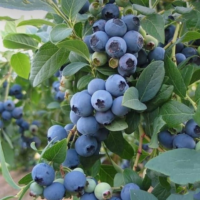 5. Blueberry