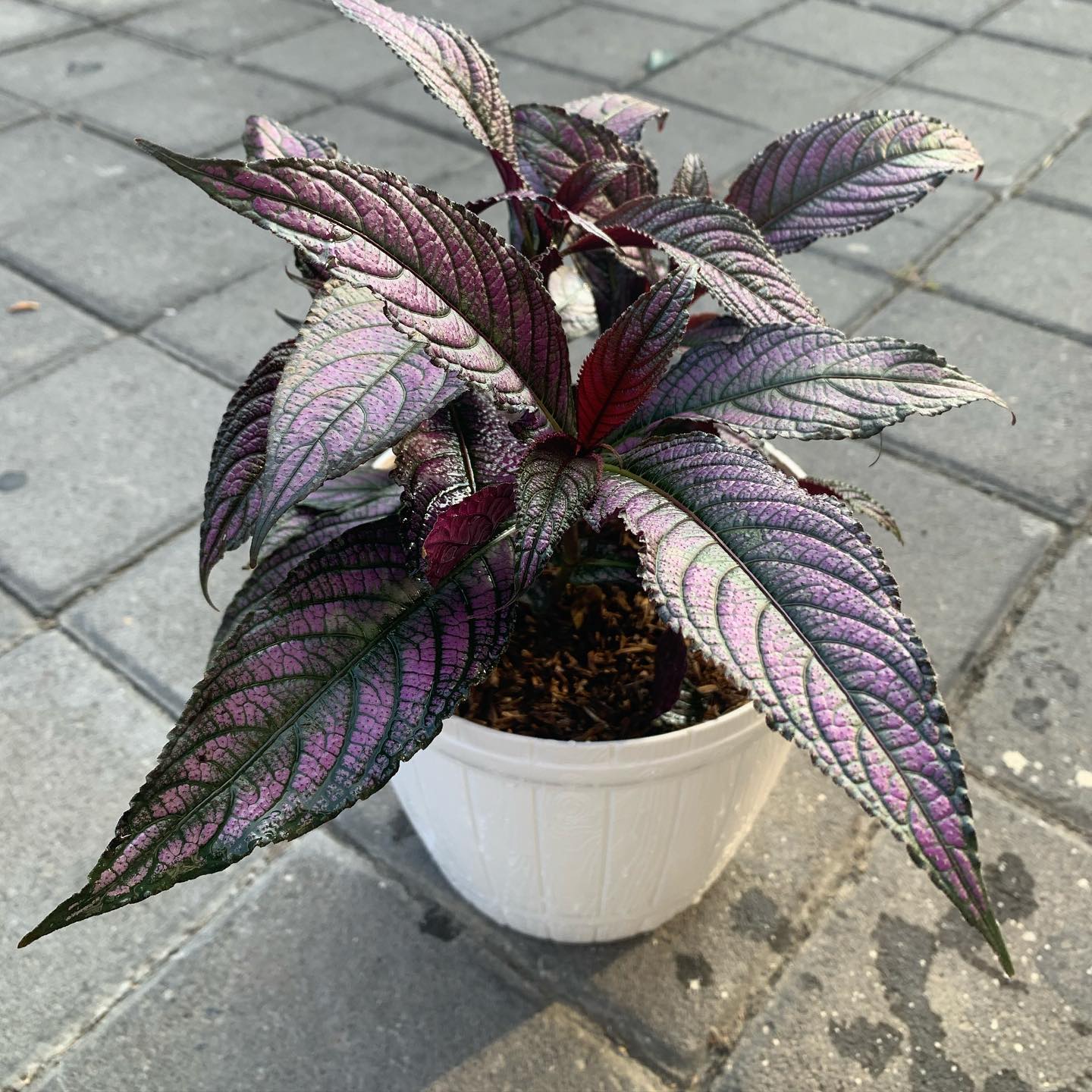5. Coleus (Miana Ungu)