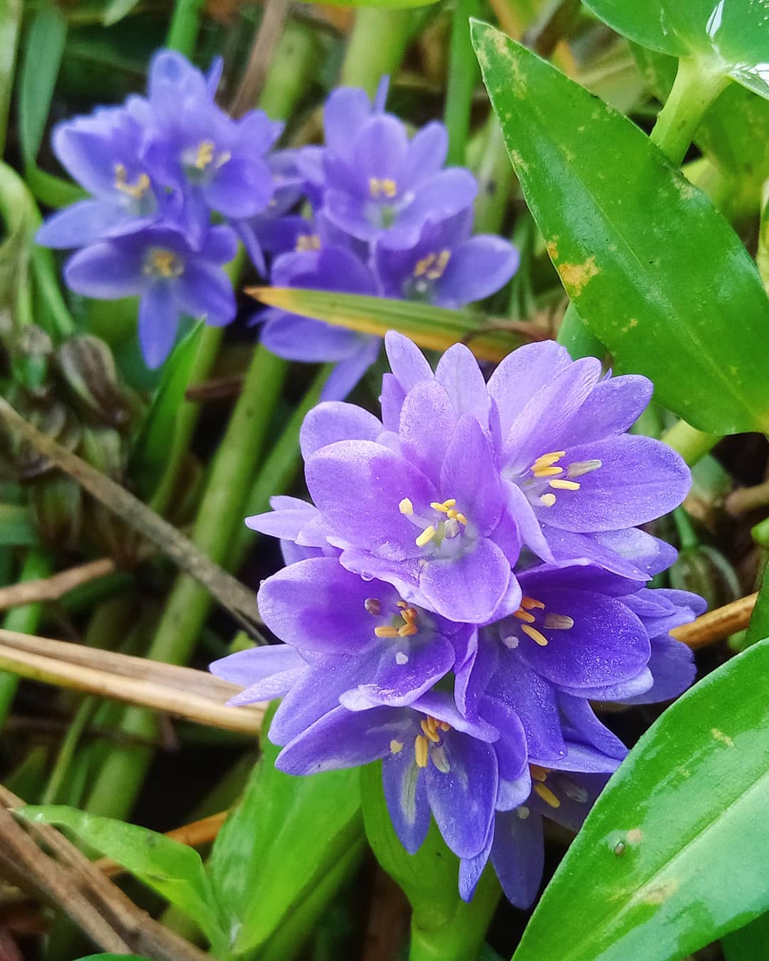 5. Eceng Padi atau Jembak