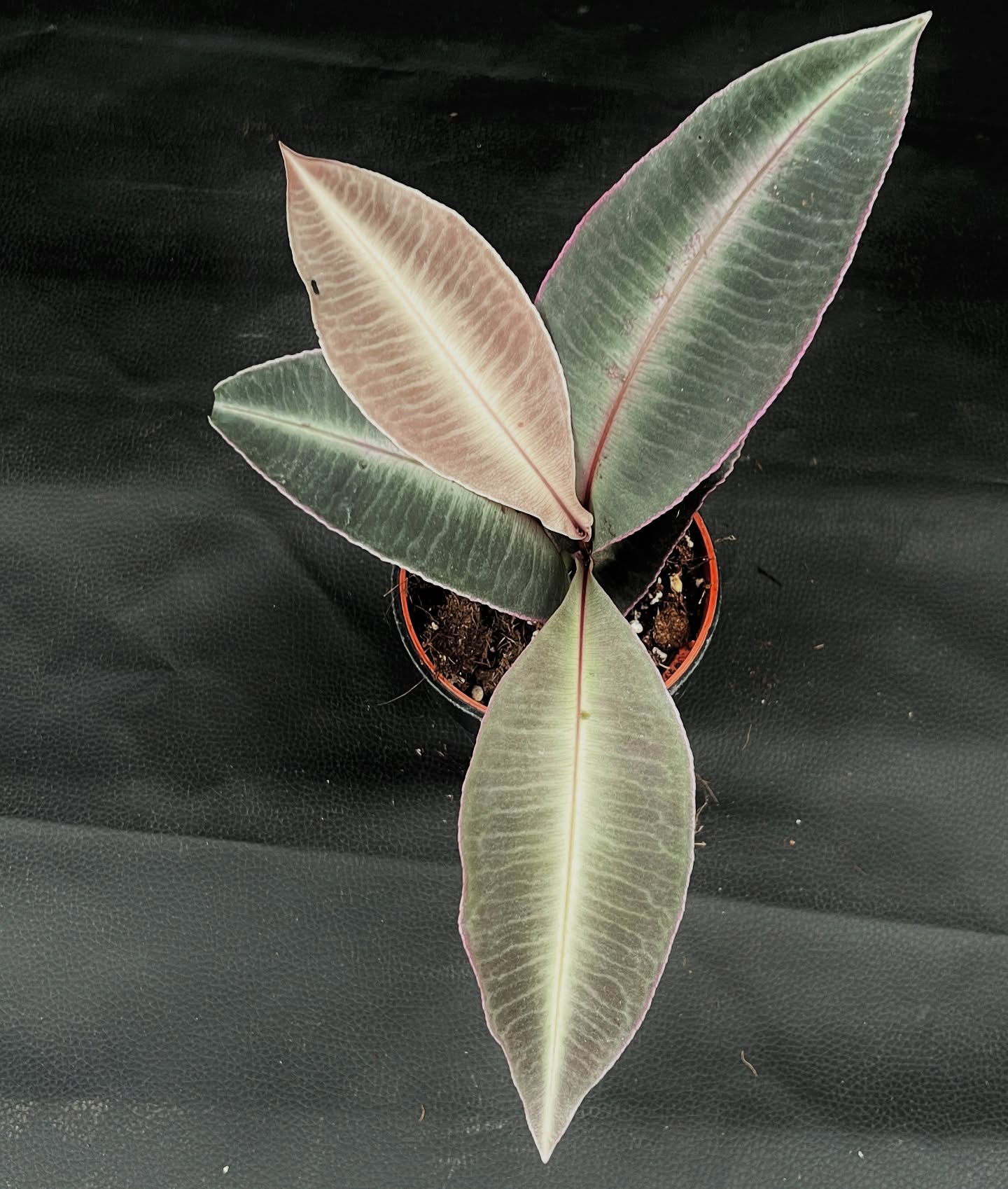 5. Labisia Pumila (Variegata)