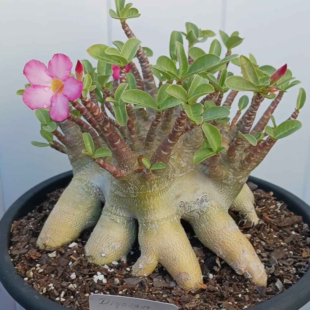 jenis adenium