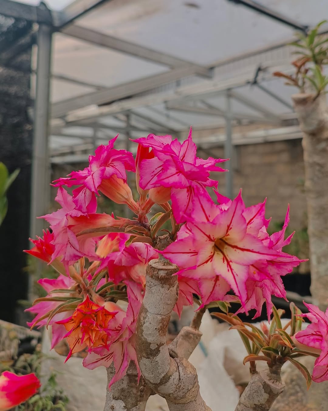 bunga adenium