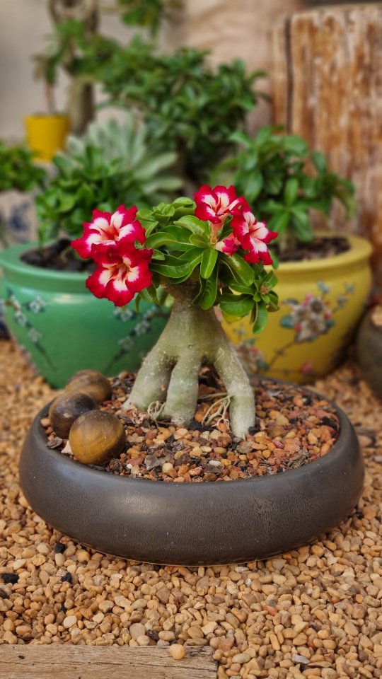 tanaman adenium