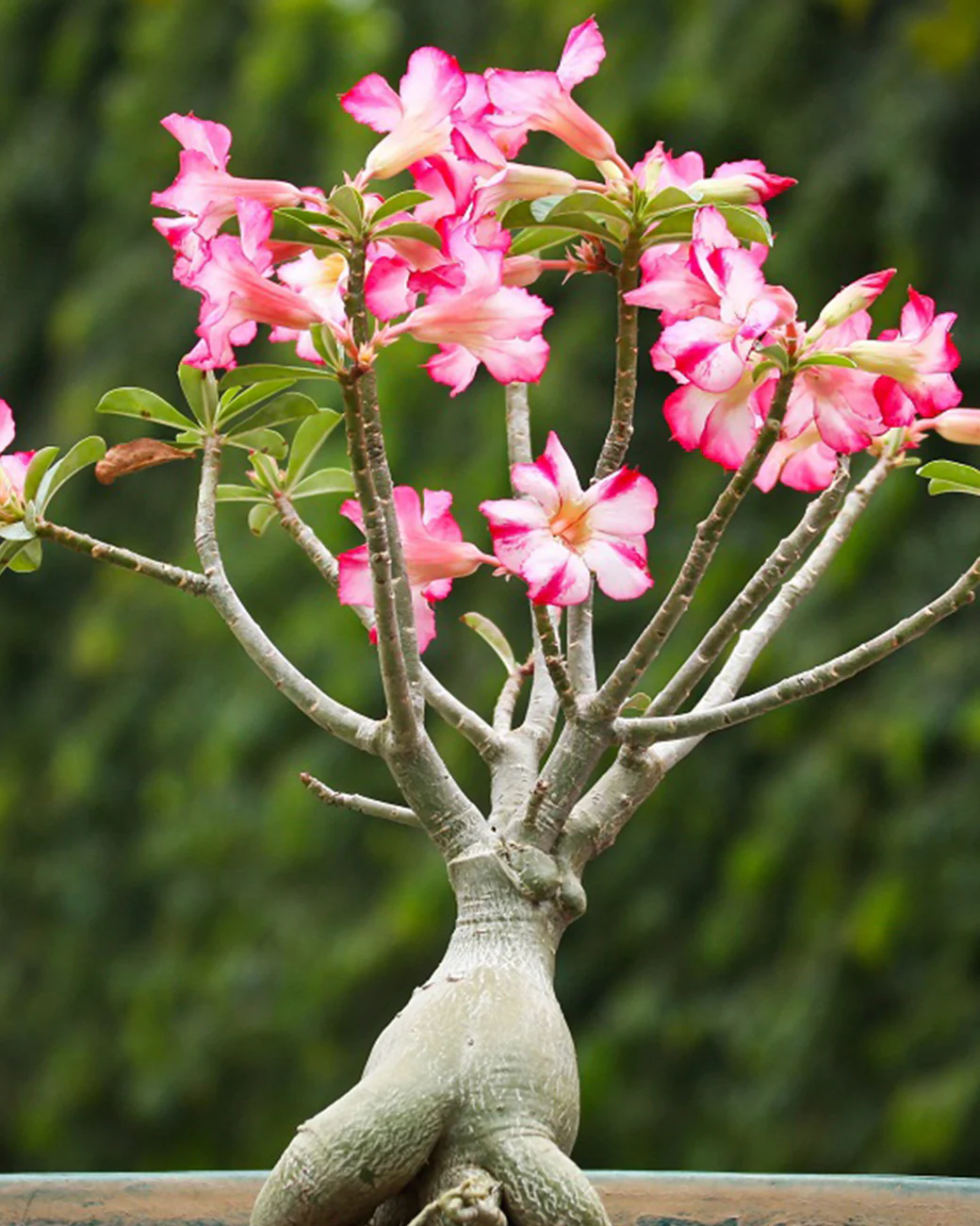 jenis adenium
