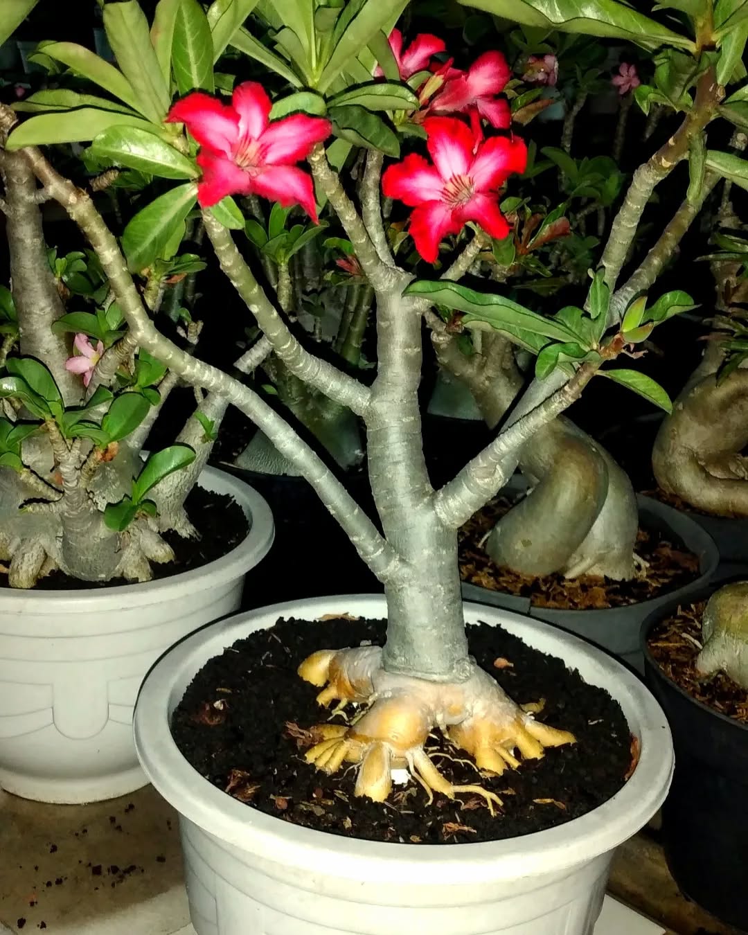 tanaman adenium