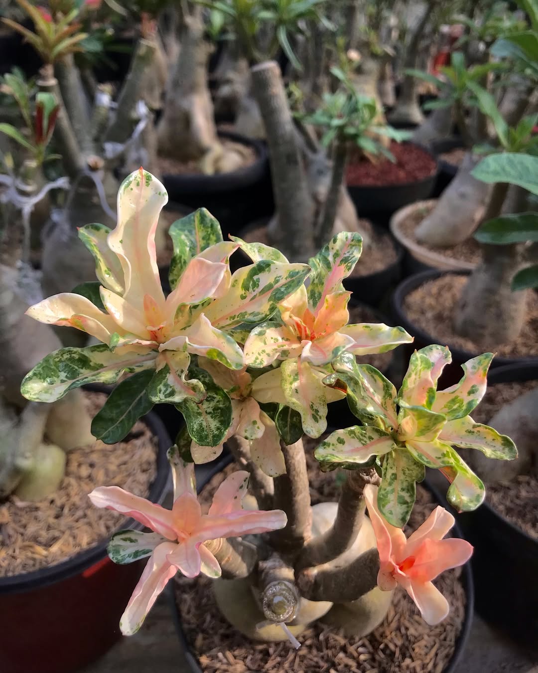 jenis adenium