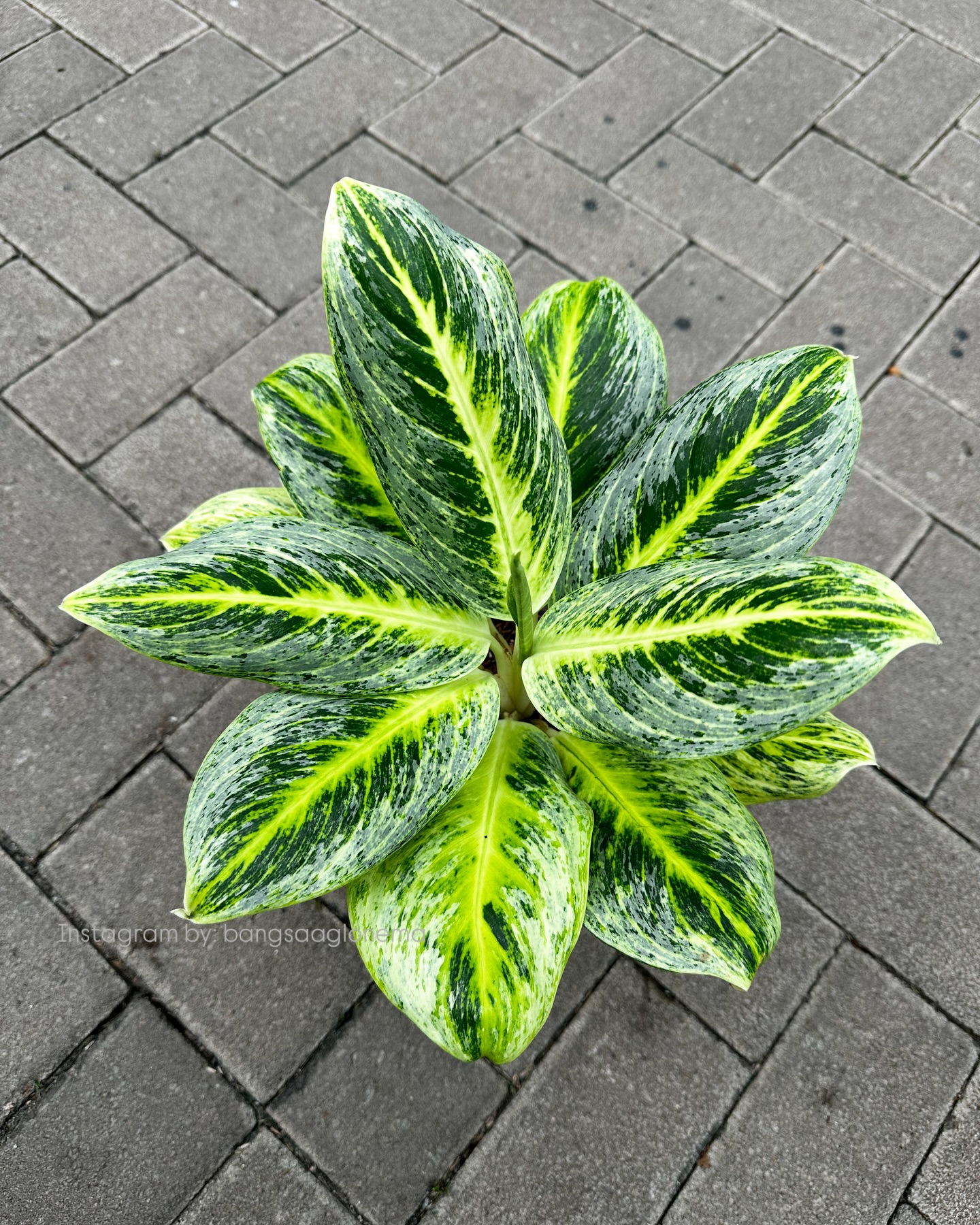 Aglaonema Lemon