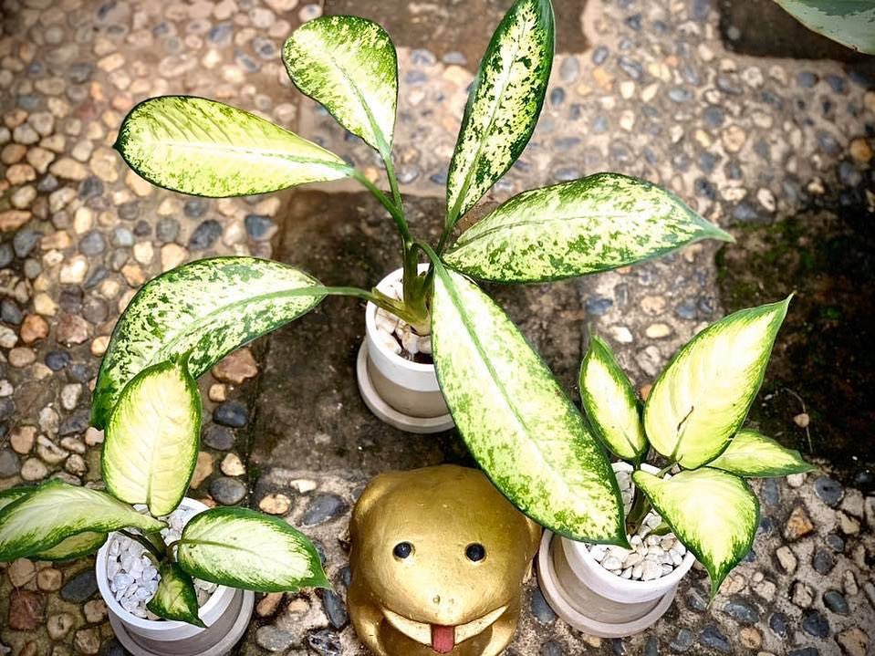 Aglaonema Pendek