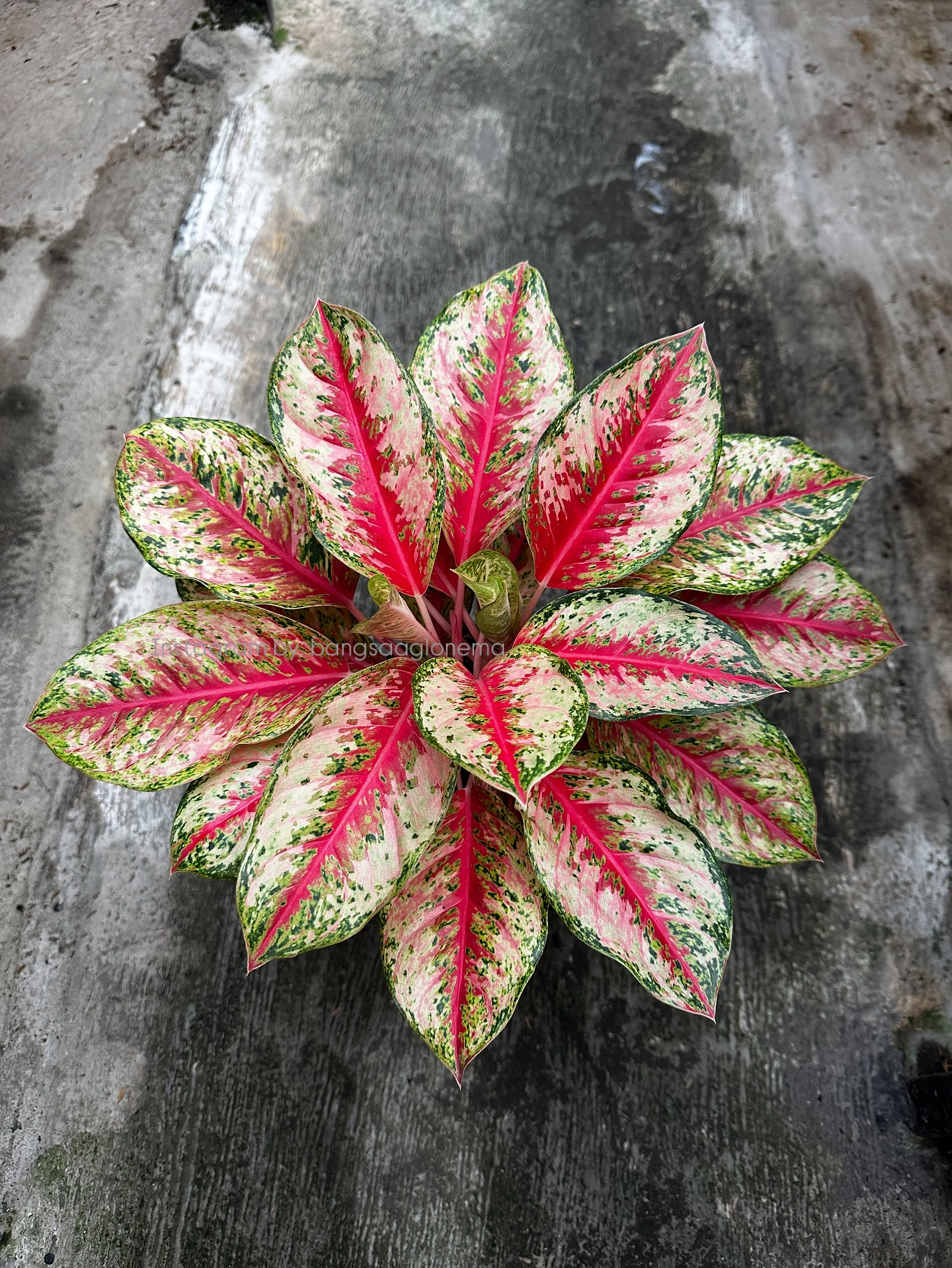 Aglaonema